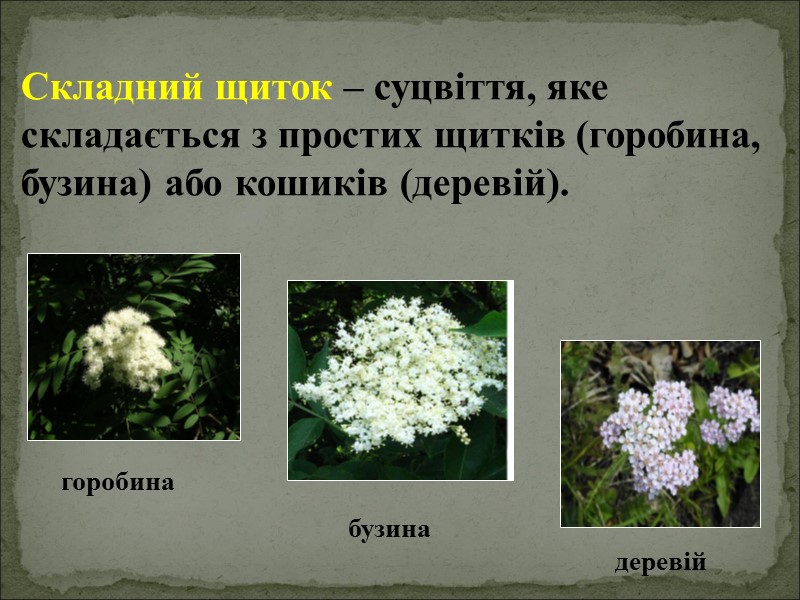 Складний щиток – суцвіття, яке складається з простих щитків (горобина, бузина) або кошиків (деревій).